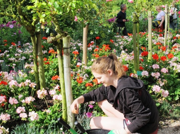 Almost Madonna-like in the garden, one of a small tribe of young women grooming the pelargoniums petal by petal
