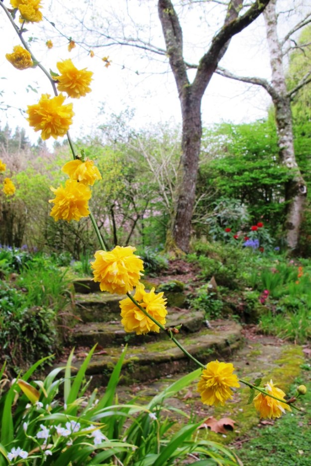 Kerria japonica 'Pleniflora'