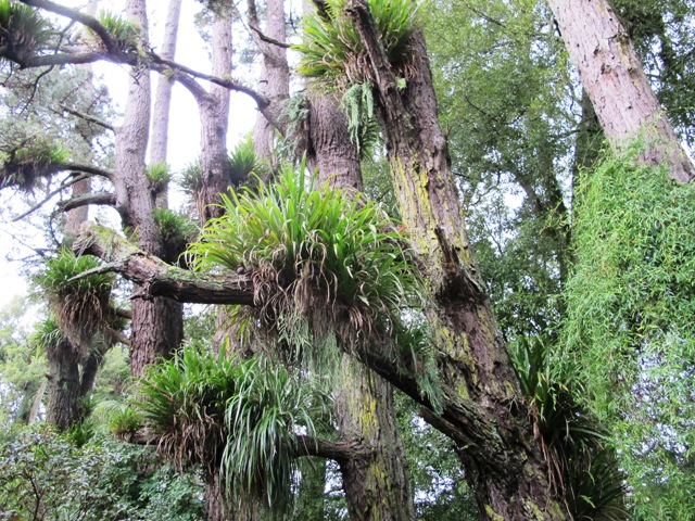Tockington Tree Treemageddon | Tikorangi The Jury Garden