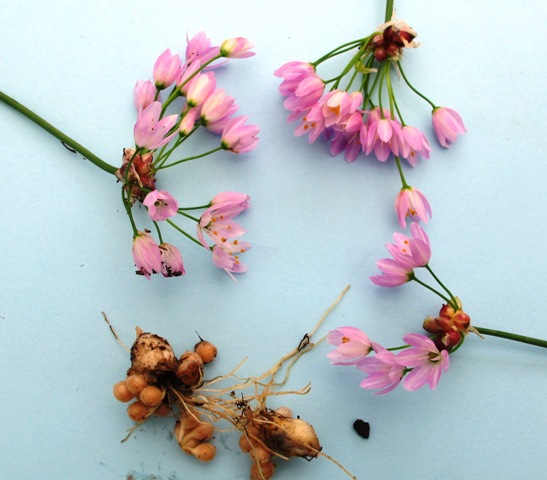 Decidedly dangerous allium 