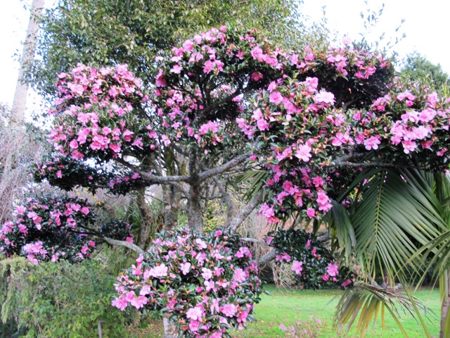 Camellia Elfin Rose, cloud pruned in layers to give an accent point