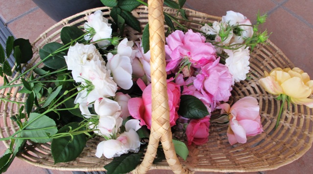 November is peak rose season for us