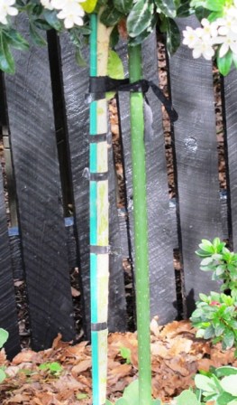 Plastic stakes and ties - never a good look 