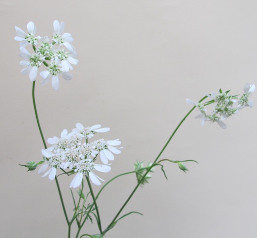 Pretty little Orlaya grandiflora 