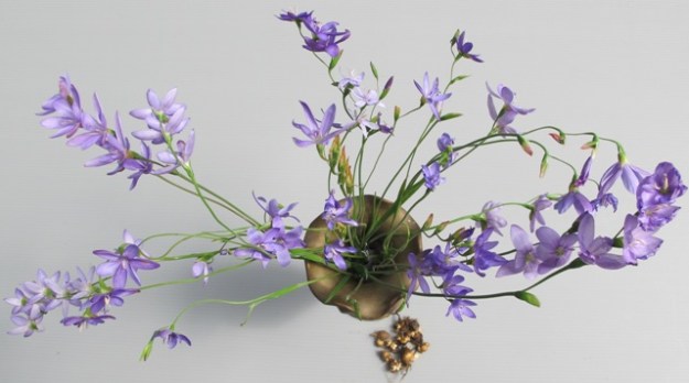 Decidedly invasive geissorhiza 