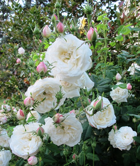 Mme Plantier, I understand 