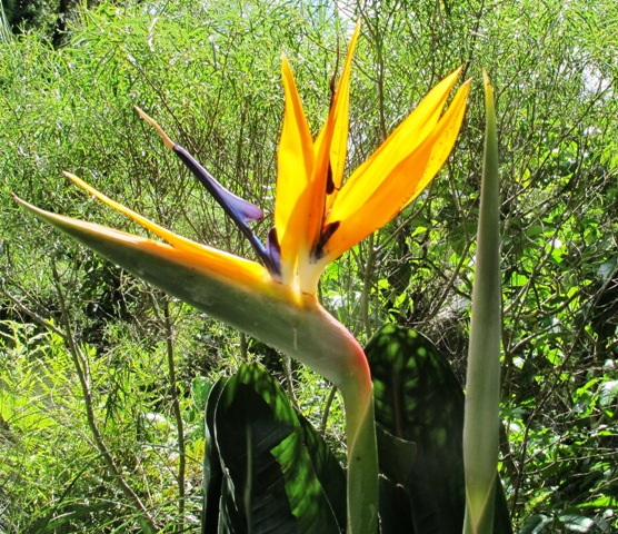 Strelitzia reginae or the bird of paradise 