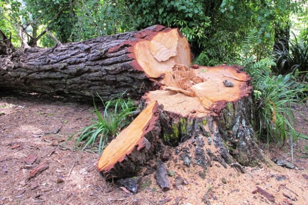 A recently fallen pine tree needed some chainsaw work to tidy up the remains but the trunk will be left to lie where it is and we will garden around it
