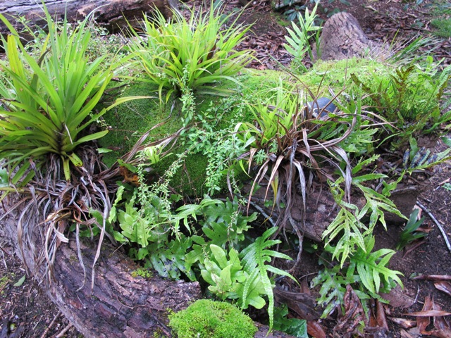 This is fallen poplar and it has only taken a few short years for Nature to move back in and colonise what remains. Poplar is a soft wood that will break down quickly.