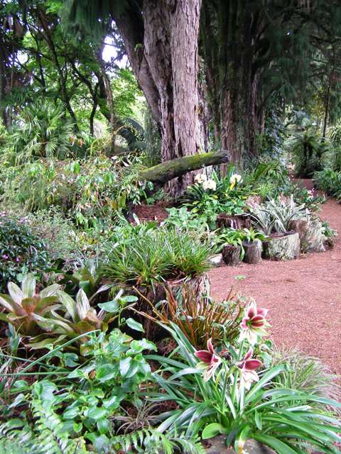The addition of wood in this garden is for both decorative purposes but also to enable the soil levels to be built up so that plants will thrive despite competition from tree roots
