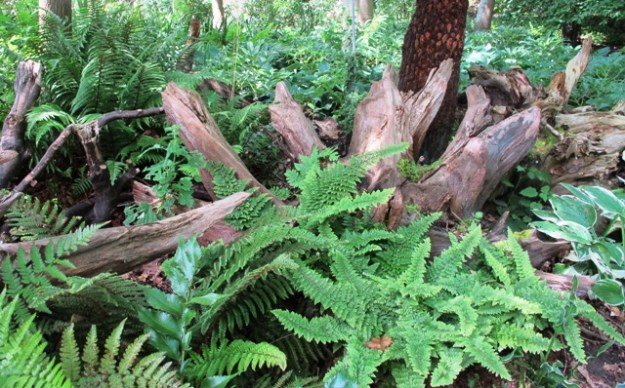 The stumpery style can be adapted to narrow house borders on the shaded side and will give a low maintenance option