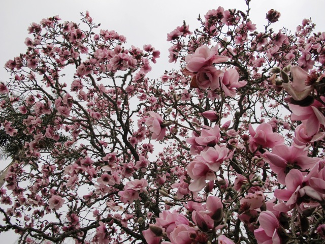 The original Magnolia Iolanthe in our garden here last spring