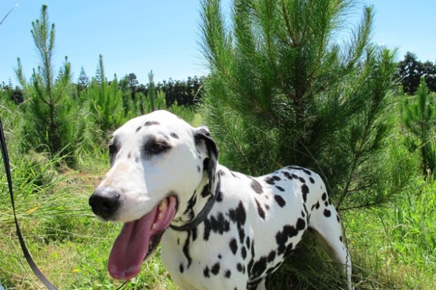 Max the Dalmatian posed amongst the pine trees destined to the 2015 crop for harvesting. These have yet to be trimmed to get the denser habit which is desirable.