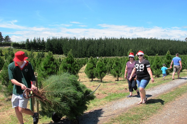 It was a hive of cheerful activity at the Christmas tree farm