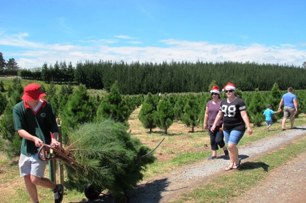 It was a hive of cheerful activity at the Christmas tree farm