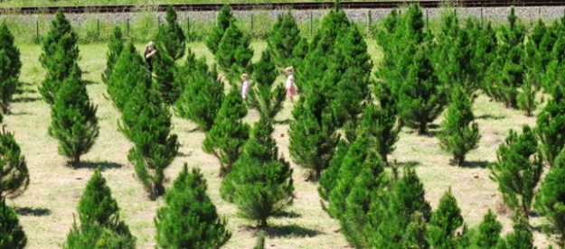Choosing exactly the right tree was a family affair although the choice is Pinus radiata or Pinus radiata