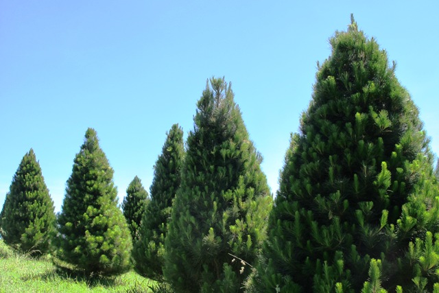 Last year’s leftover trees, kept trimmed, now 4 ½ years old for those who want a super duper grade of tree and have wide enough doors to fit one inside