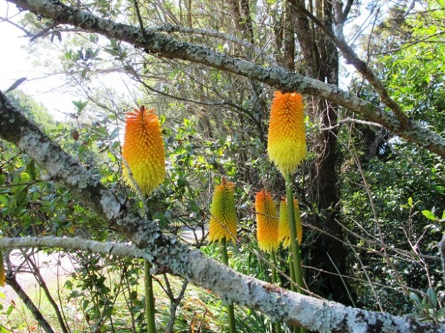  Maybe it is time to bring the red hot poker off the roadside and back into gardens as a valued plant