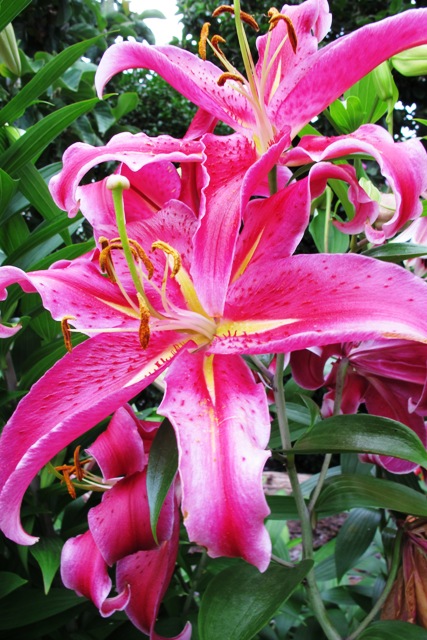 Just another unnamed seedling (or JAUS, as we call them here) 