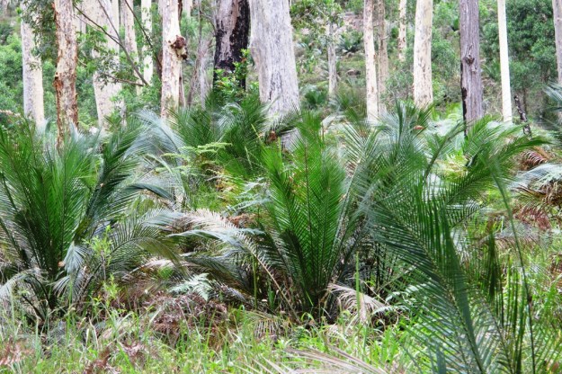 I admit not everybody will find a woodland understory of native cycads exciting but we were pretty taken with this natural phenomenon