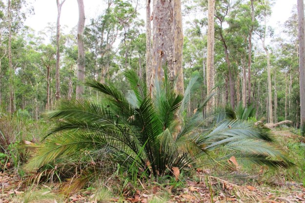 In the wild, eucalypts and Macrozamia communis near the coast south of Sydney. Notice the lovely mottled bark on the gum tree