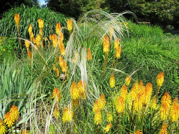 Kniphofia combine well with the grasses much favoured in modern perennial plantings – seen here at the display gardens at Blooms of Bressingham in Norfolk