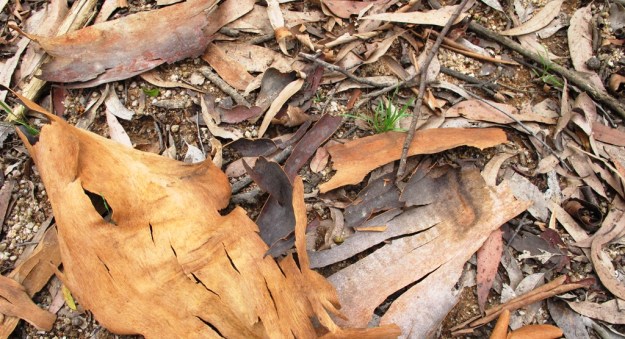 A carpet of bark, leaves and debris from the top layer of eucalypts creates conditions which discourage many other plants