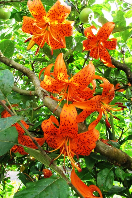 Orange tiger lilies growing through the espaliered apple trees 
