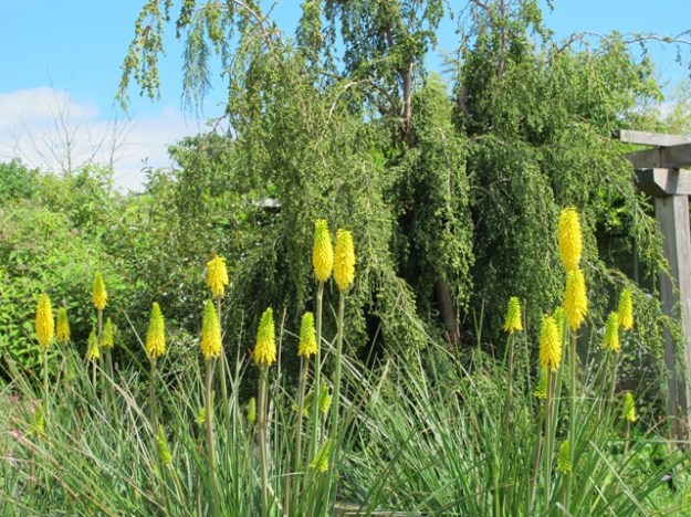 This attractive yellow and green kniphofia with much finer foliage fitted well in the looser plantings of Wildside Garden in Devon
