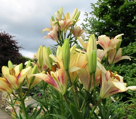 The lily we scorned at Wisley 