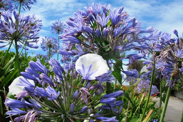 Pretty by the road to town. The convolvulus IS a problem and agapanthus come in for a lot of criticism in NZ. 