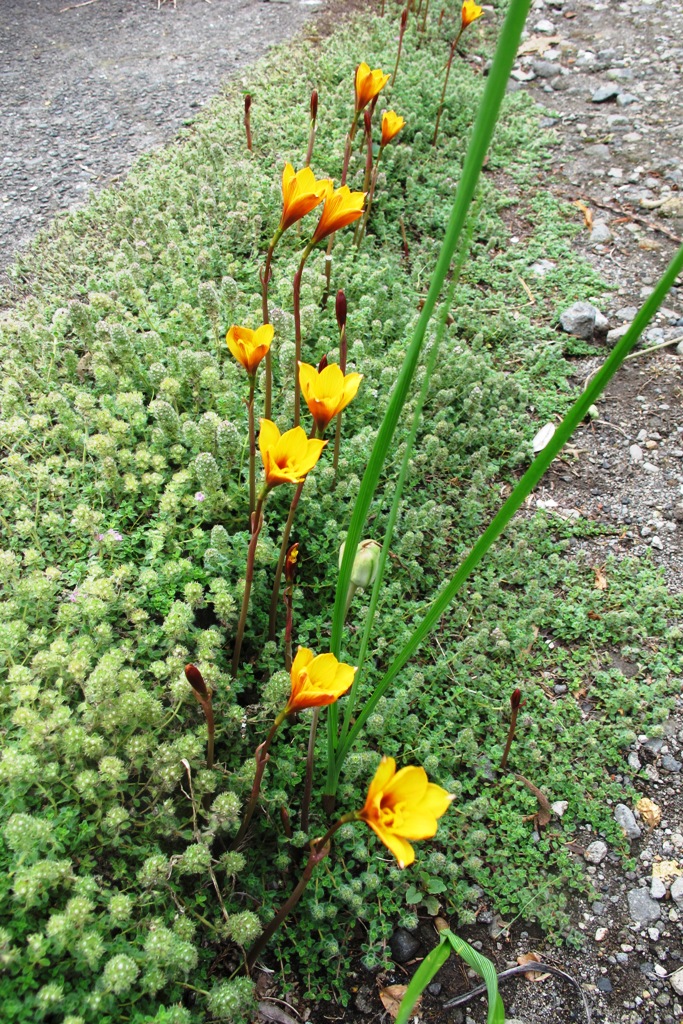 Habranthus. Not zephyranthes any longer. Apparently. 