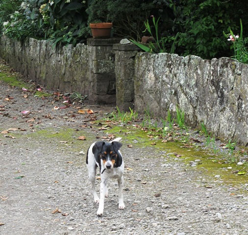 New dog Dudley lacked application when it came to searching for his missing tennis ball in the shrubbery 