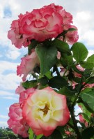 I won't be planting Rosa Tropical Delight 