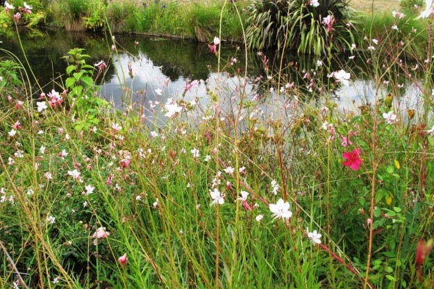 The pondside wild garden at Auckland Botanic Gardens 