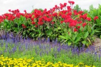 Old style amenity strip planting 
