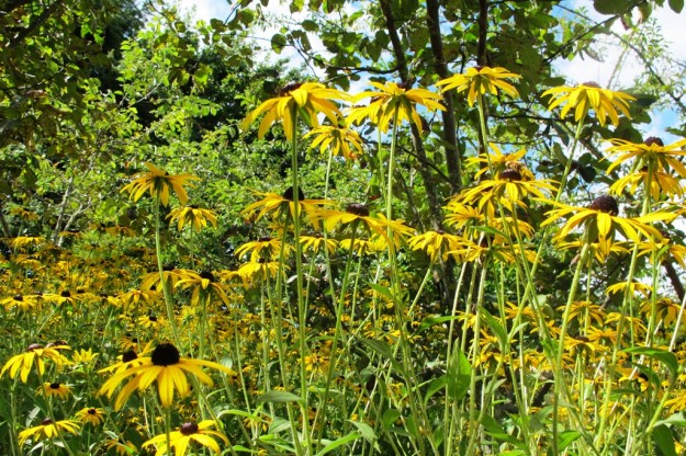 Underplanting on the orchard hillside - rudbeckia again 