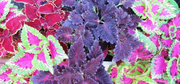 Coleus, I regret to inform you, appear to be staging a comeback if what I saw in Auckland at the weekend is any guide 