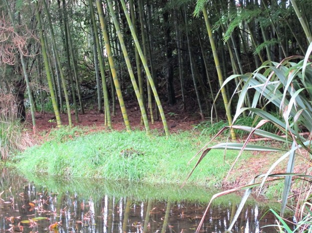 Phyllostachys edulis but, alas, no panda bears 