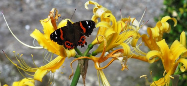 We are working to establish the admirals in the garden, seen here feeding from Lycoris aurea last autumn