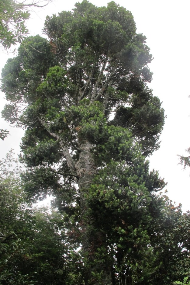 Our own kauri is but a young tree at 65 years 