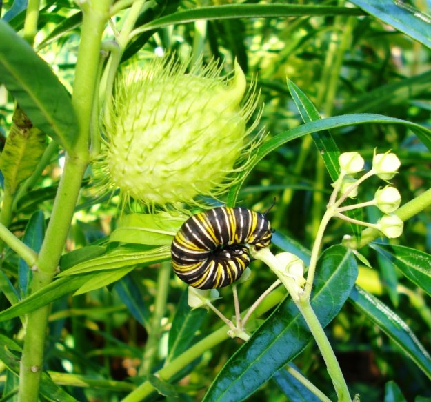 Swan plants are the food source for monarch caterpillars