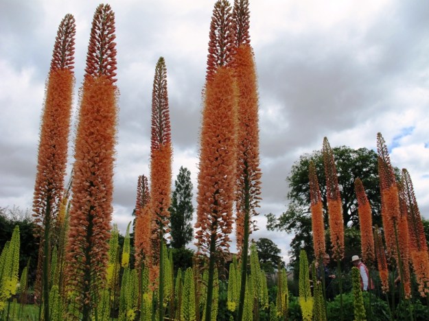 Eremurus - but in Yorkshire not Tikorangi 