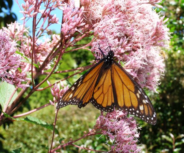 Joe Pye weed is a handy source of nectar for the monarch butterflies. We have always known Joe Pye as a eupatorium but it has now been renamed Eutrochium purpureum