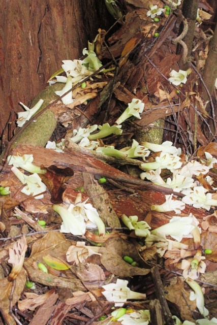 I have a fondness for carpets of fallen blooms 