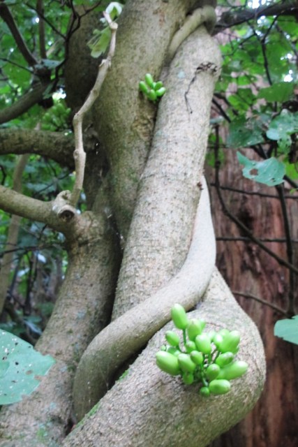 Vines are large as human limbs on our native T. speciosa 