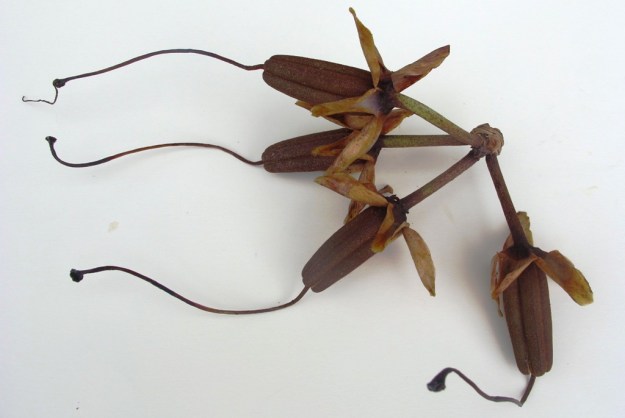 Rhododendron sino nuttallii seed head