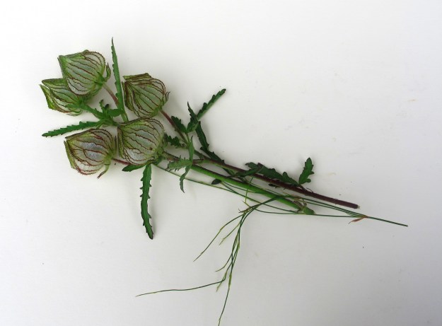 The lovely Hibiscus trionum seed heads 