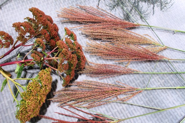 Sedum and miscanthus 