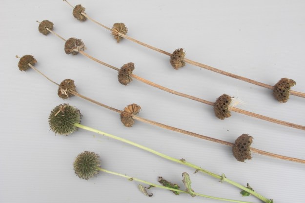 Phlomis russeliana at top, one of the echinops below 